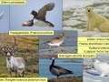 observatiesfauna