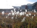 cottongrass